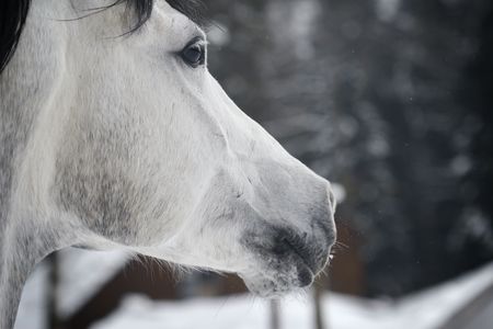 horse closeupの写真素材