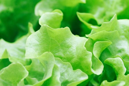 fresh green salad macro close up