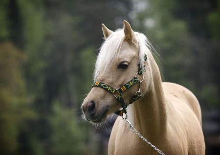 young purebred mare of welsh ponyの写真素材