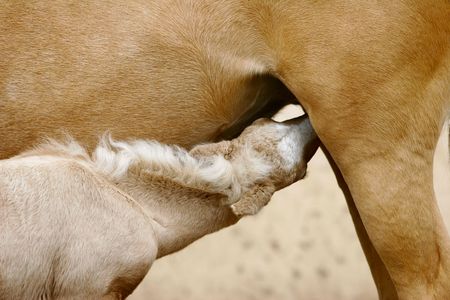foal with his mother sucklingの写真素材