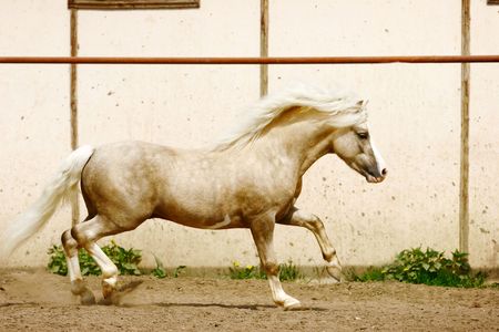 palomino welsh pony stallion gallopingの写真素材