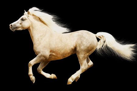 welsh pony stallion isolated on whiteの写真素材