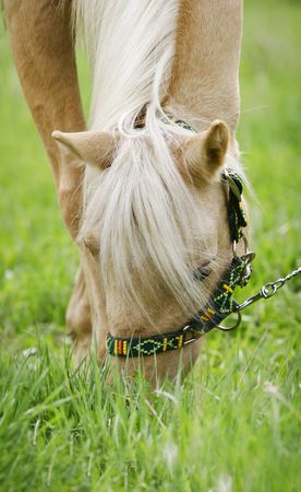 palomino horse in summer close up grazingの写真素材