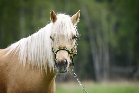 palomino horse in summer close upの写真素材