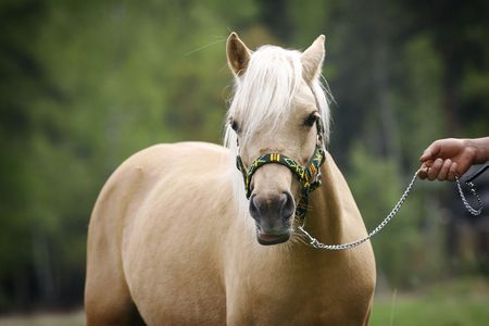 palomino horse in summer close upの写真素材