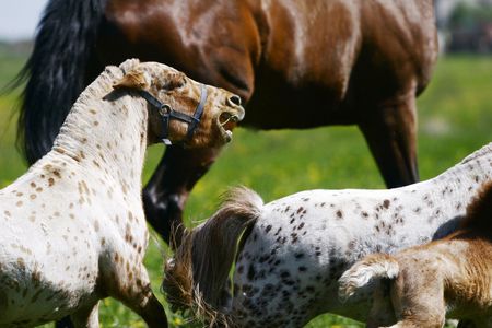 mini-pony stallion with his herd in fieldの写真素材