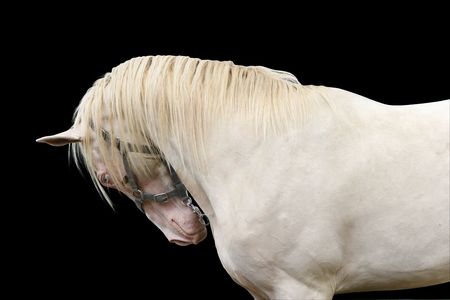 creme stallion on blackの写真素材