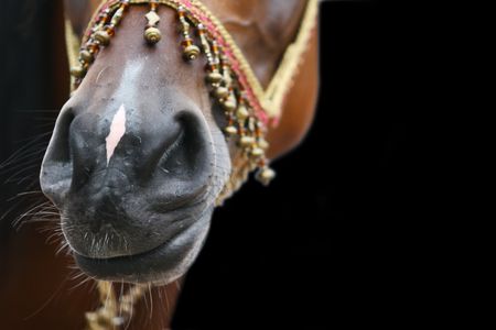 arab horse nose on blackの写真素材