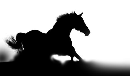 Silhouette of a stallion in dustの写真素材