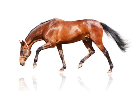 bay stallion isolated on whiteの写真素材