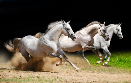 three stallions on black galloping in dust の写真素材