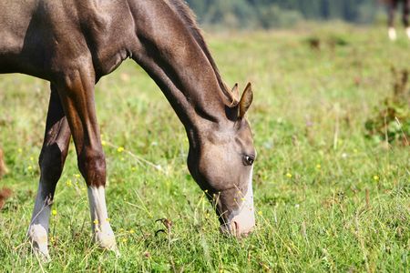 foal grazing on fieldの写真素材