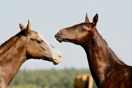 two purebred foals playing in fieldの写真素材