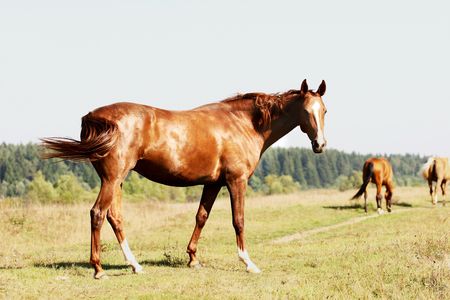 chestnut horse on fieldの写真素材