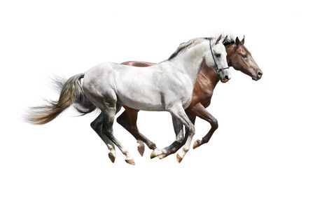 two stallions isolatedの写真素材