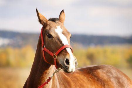 chestnut horse in autumn の写真素材