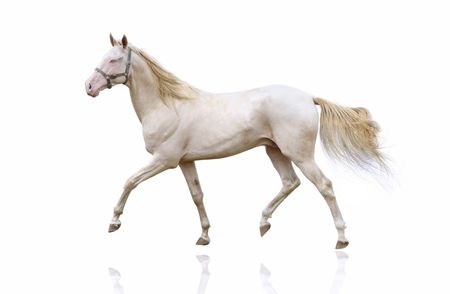 perlino stalion isolatedの写真素材