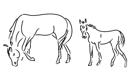 foal and mare vector isolated on a whiteのイラスト素材