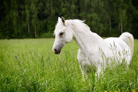 arab horse in fieldの写真素材