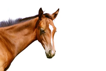 foal isolatedの写真素材