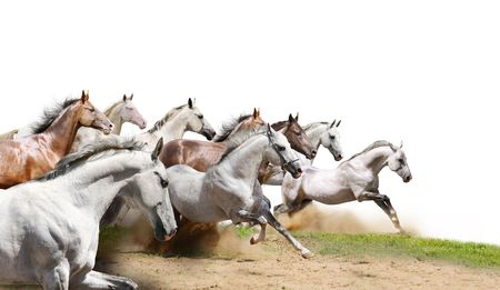 herd isolated on whiteの写真素材