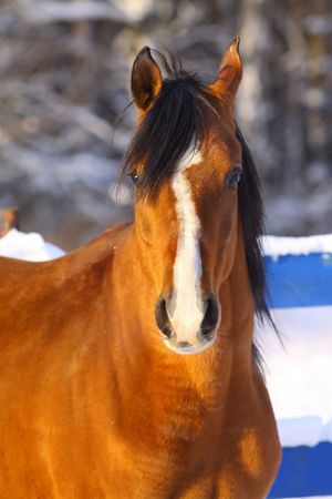 arab stallion in winterの写真素材