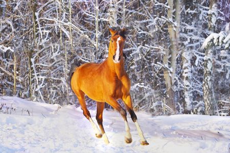 arab horse in winterの写真素材