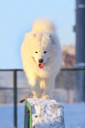 samoyed dogの写真素材