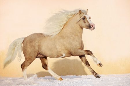welsh pony stallionの写真素材