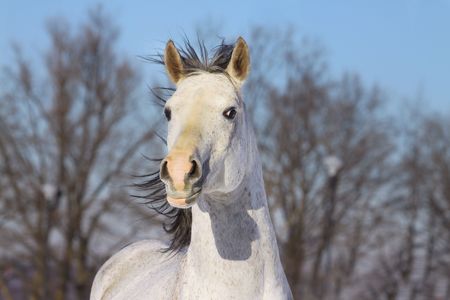 young arab stallion moving