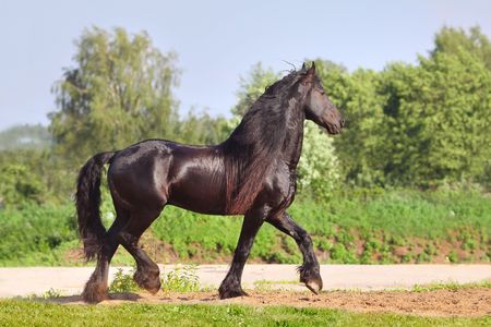frisian stallion