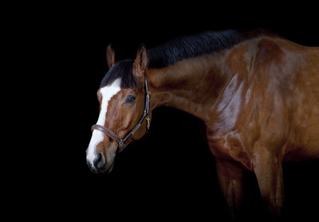 bay horse on black