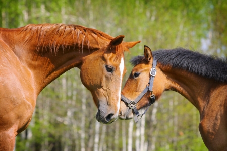 two horsesの写真素材