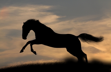 horse silhouette in sunsetの写真素材