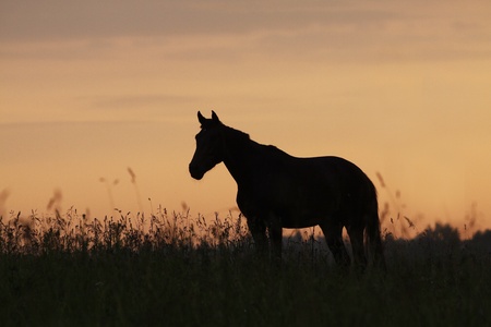 horse in sunriseの写真素材