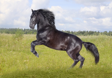 black horse rearingの写真素材