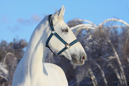 white horse in winterの写真素材