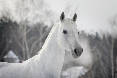 white arabian in winterの写真素材