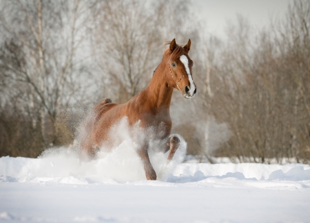 arab stallion in snowの写真素材