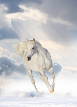 white horseの写真素材