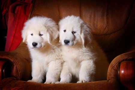 white puppies in armchair