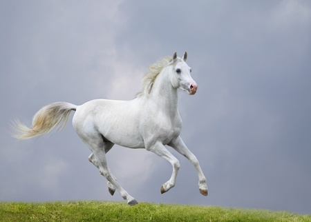 white horse in fieldの写真素材
