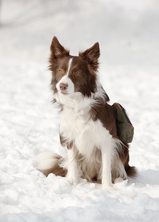 border collie in snowの写真素材