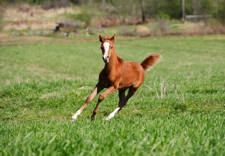 foal runningの写真素材