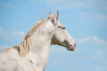 horse and skyの写真素材