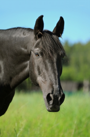 black stallionの写真素材