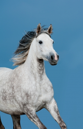 arabian horseの写真素材