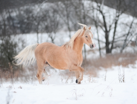 palomino pony in winterの写真素材