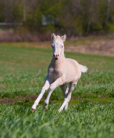 foal runs. small depth of fieldの写真素材