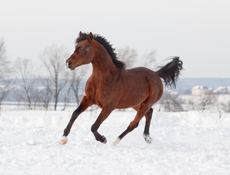 arab stallion in snowの写真素材